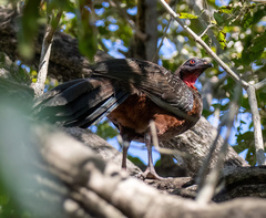 Penelope ochrogaster