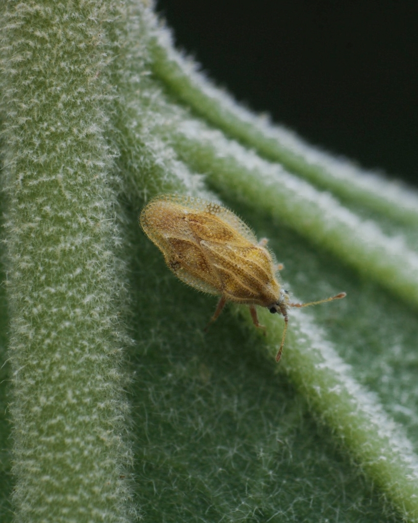 Tingis consaepta