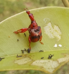 Strigapoderus tranquebaricus