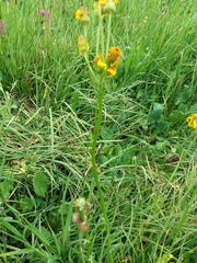 Packera dimorphophylla