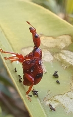 Strigapoderus tranquebaricus