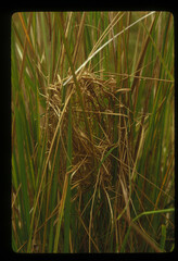 Euplectes macroura macrocercus