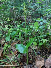 Malaxis spicata