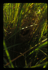 Euplectes macroura macrocercus