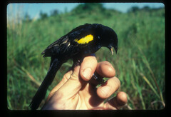 Euplectes macroura macrocercus