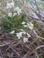 Torilis arvensis