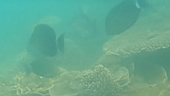 Acanthurus xanthopterus