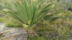 Macrozamia fraseri