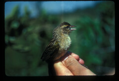 Euplectes macroura macrocercus