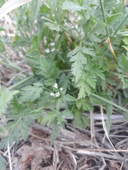 Torilis arvensis