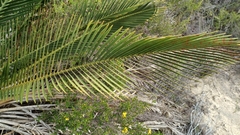 Macrozamia fraseri