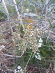 Torilis arvensis