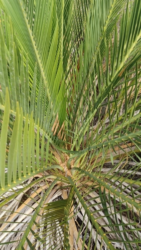 Image of Macrozamia fraseri by (c) Peter Crowcroft, some rights reserved (CC BY)