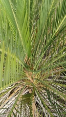 Macrozamia fraseri