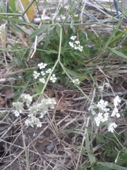 Torilis arvensis