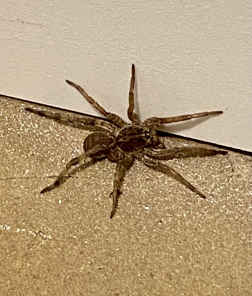 Georgia Wolf Spider from Moorehead Pl, Pendleton, SC, US on July 19 ...