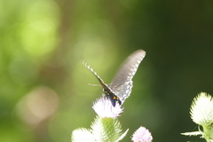 Battus philenor hirsuta