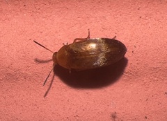 Isomira comstocki