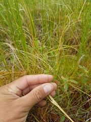 Carex billingsii