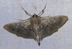 Microthyris