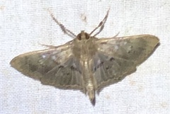 Microthyris