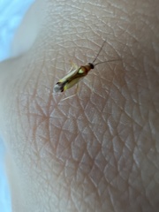 Campyloneura virgula