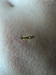 Campyloneura virgula