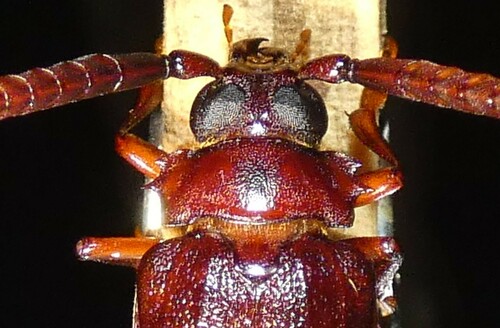 Tile-horned Prionus photo 5