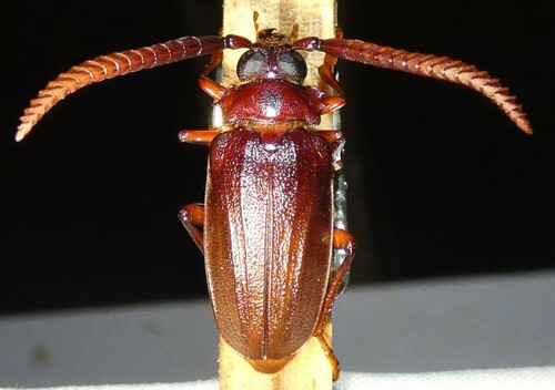Tile-horned Prionus photo 4