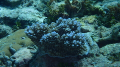 Acropora abrotanoides