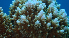 Acropora abrotanoides