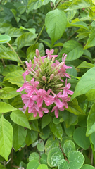 Ruspolia seticalyx