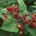 Rubus phoenicolasius - Photo (c) NatureServe，保留部份權利CC BY