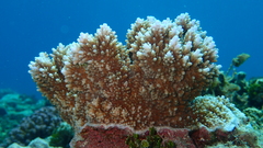 Acropora abrotanoides