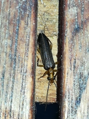 Nacerdes carniolica