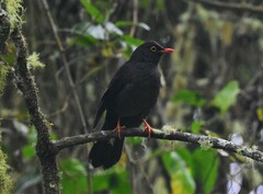 Turdus serranus