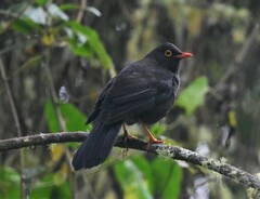 Turdus serranus
