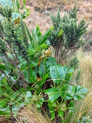 Rumex tolimensis