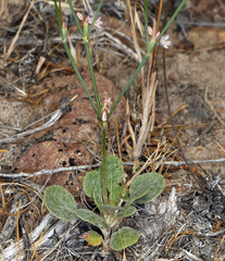 Eriogonum vimineum