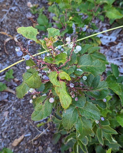Image of Berberis piperiana by (c) Dominic Gentilcore, some rights reserved (CC BY)