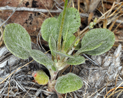 Eriogonum vimineum