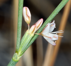 Eriogonum vimineum