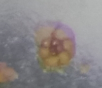 Entzia macrescens