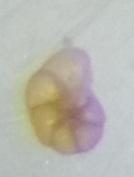 Entzia macrescens