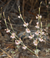 Eriogonum vimineum