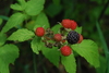 Black Raspberry - Photo (c) Joshua Mayer, some rights reserved (CC BY-SA)