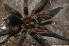 Phormictopus cancerides