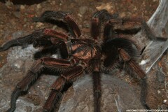 Phormictopus cancerides