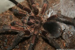 Phormictopus cancerides