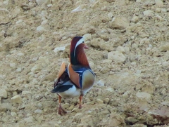 Aix galericulata
